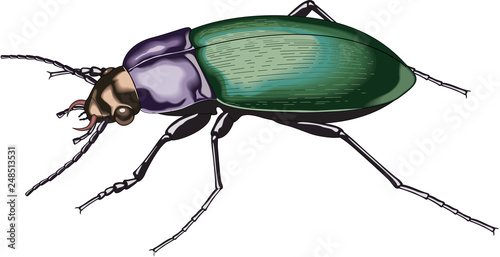 Ground Beetle Vector Illustration