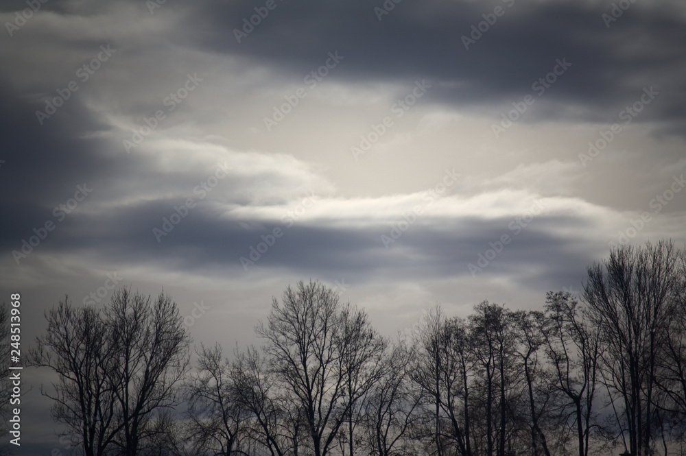 trees in winter with beautiful cloudy sky