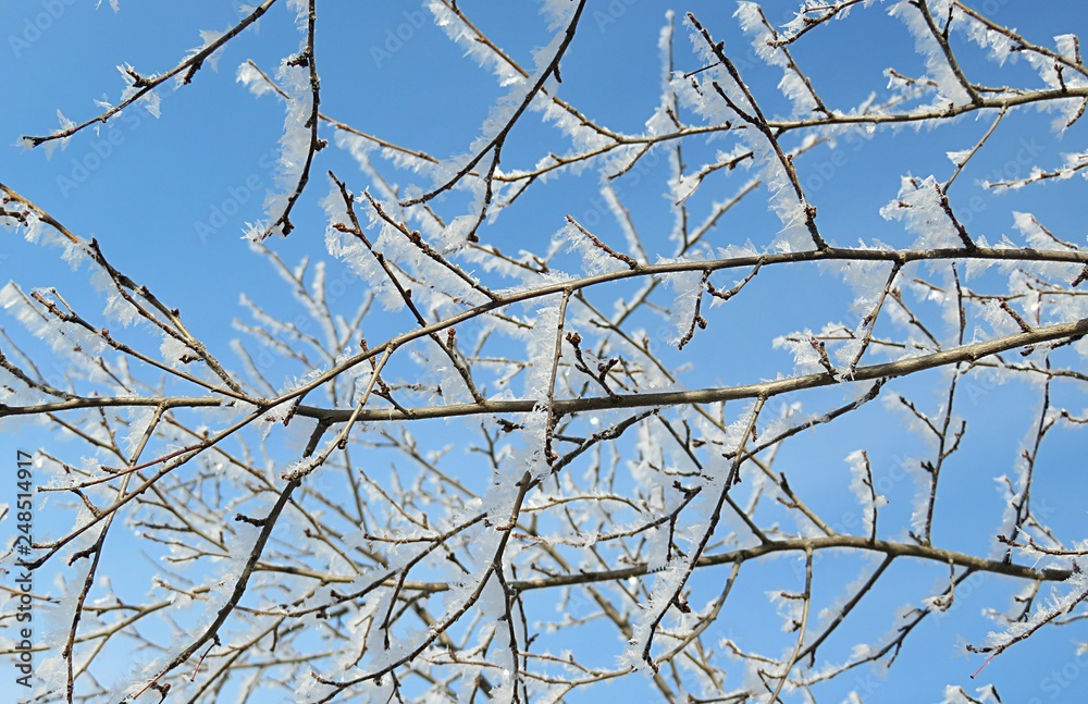 Tree branches covered with snow and hoarfrost on blue sky background Tree branches covered with snow and hoarfrost on blue sky background
