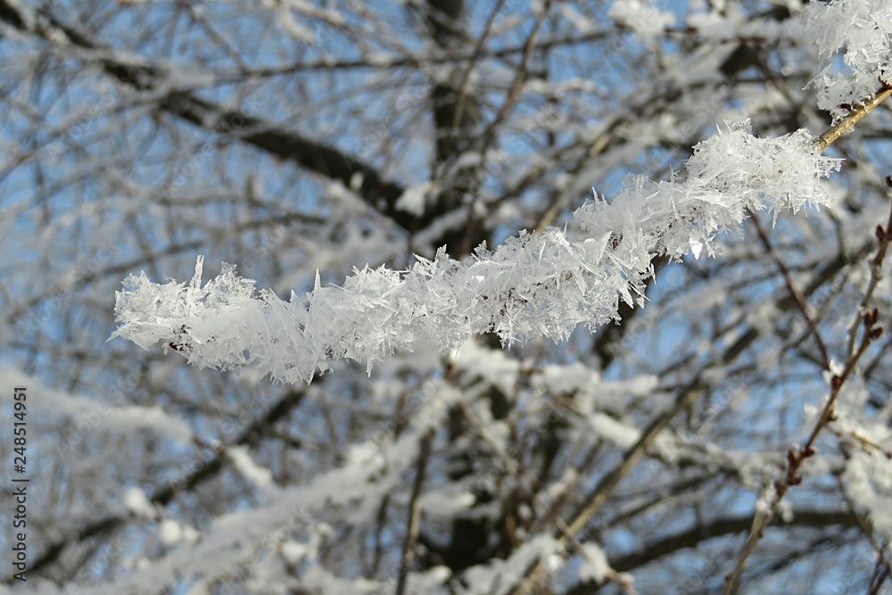 Tree branches covered with snow and hoarfrost Tree branches covered with snow and hoarfrost