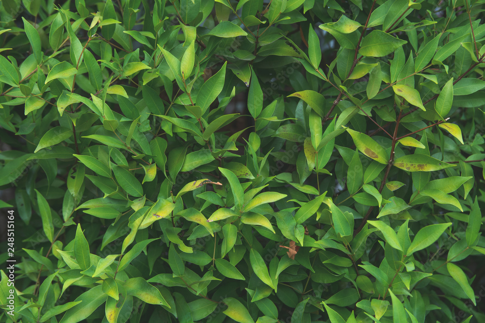 Green leaves background. Flat lay. Nature background Green leaves background. Flat lay. Nature background