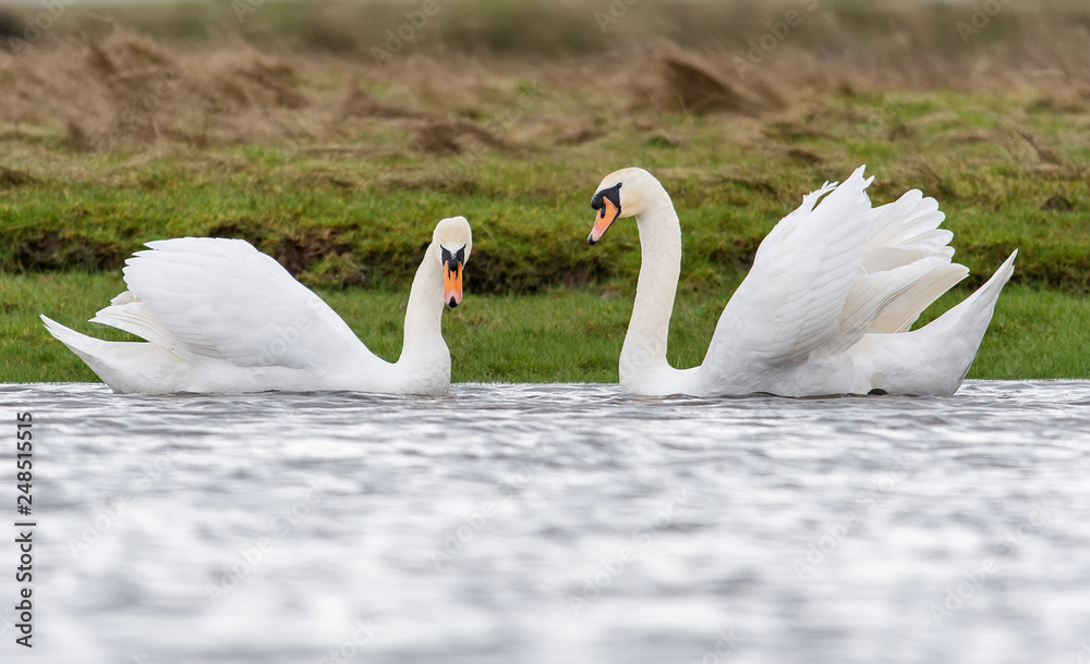 Courting Swans Courting Swans