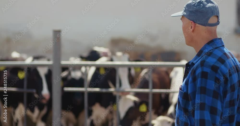 Farmer using digital tablet while looking at cows Farmer using digital tablet while looking at cows