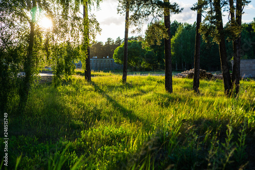 Sun peering through Trees