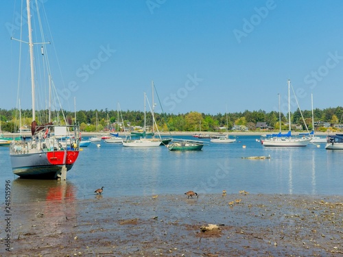 Cadboro Bay beach photo