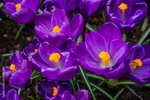 Bunch of Purple Tulips