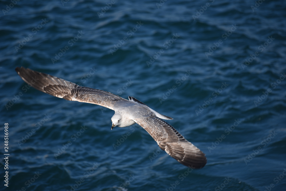 Fototapeta premium Flight of the Seagull