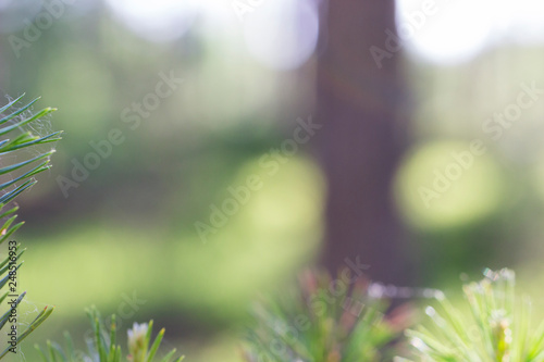 Spruce branches, selective focus