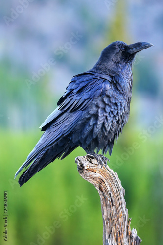 Common raven sitting on a dead tree in Yellowstone National Park, Wyoming photo