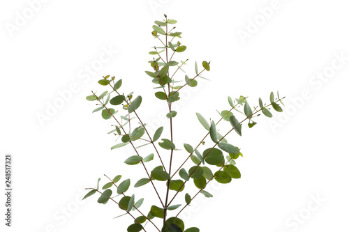 Green eucalyptus branch isolated on white background