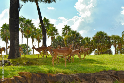 Tampa, Florida. December 26, 2018. Nyalas on beatiful natural scenery at Bush Gardens Tampa Bay Theme Park photo