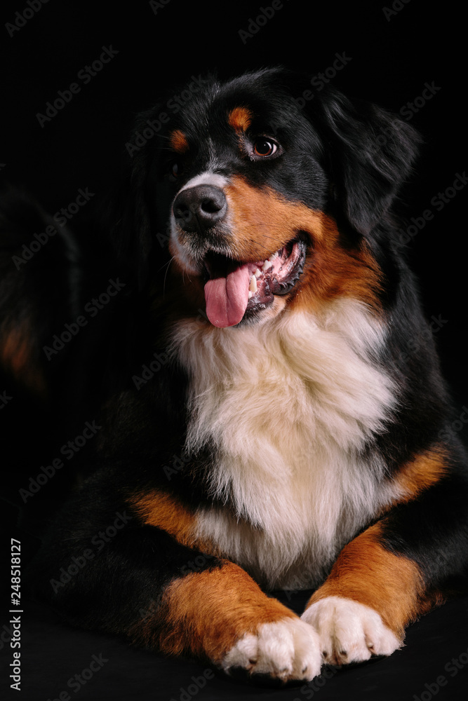 Bernese Mountain Dog against black background
