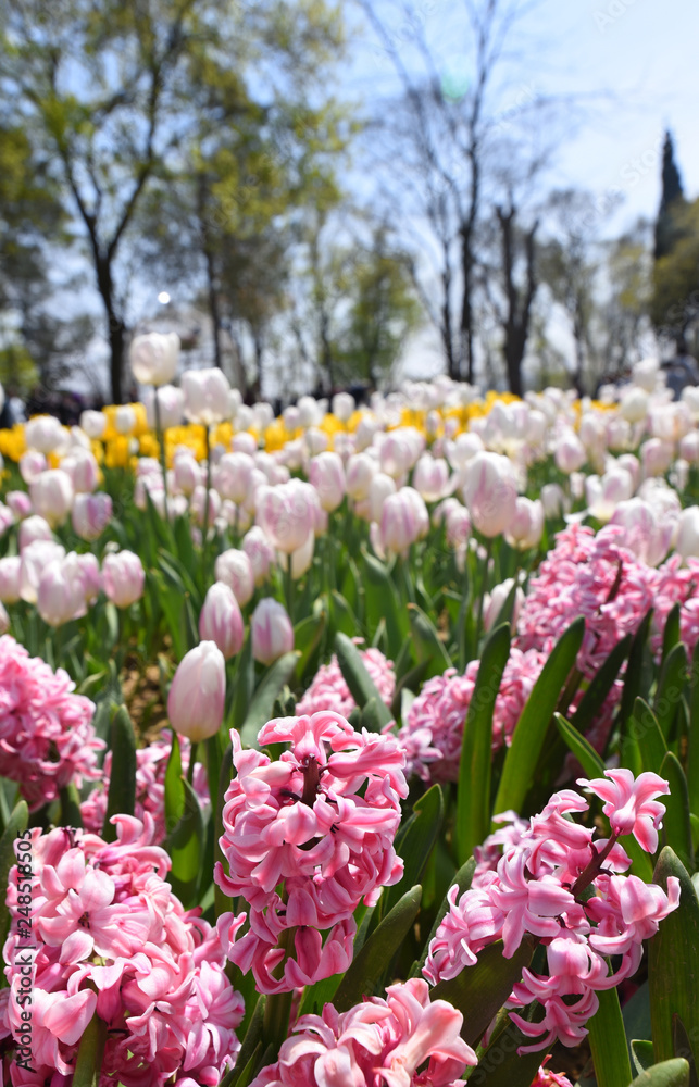 Obraz premium Flowers in a Park