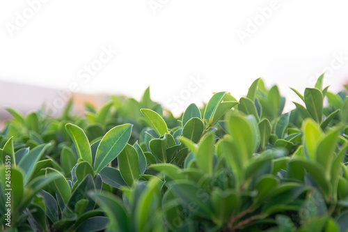 Green leaf on blurred white sky background with copy space using as background