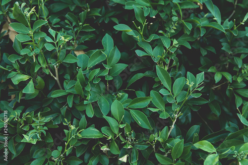 Green leaves background. Flat lay. Nature background
