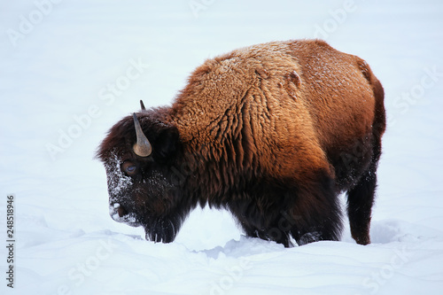 Male bison looking for grass under the snow during winter, Yellowstone National Park, Wyoming