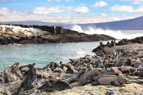 Galapagos animals - Marine Iguana and Flightless cormorant at Punta Espinoza, Fernandina Island, Galapagos Islands. Amazing wildlife and nature display with many endemic species.