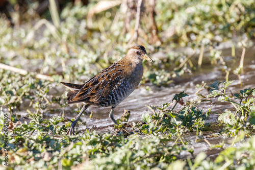 the waterbird sora