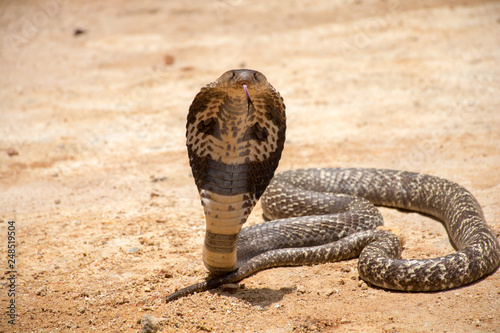 The King Cobra on sand 