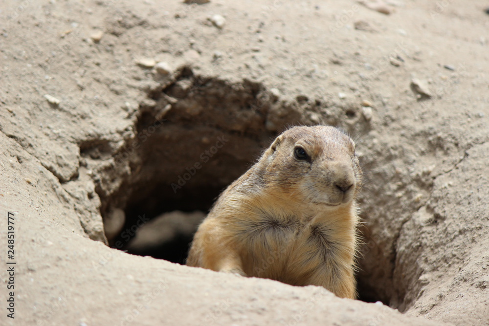 prairie dog looking out of hole prairie dog looking out of hole