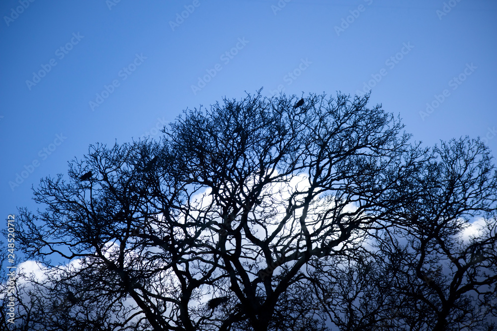 Silhouette of crows roosting in tree with the remnants of the previous season nests in the rural county of Hampshire Silhouette of crows roosting in tree with the remnants of the previous season nests in the rural county of Hampshire