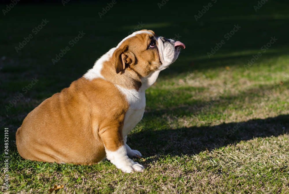 English white and brown female bulldog sitting on the grass with the tongue outside