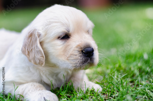 Closeup portrait of a golden retriever two months puppy on the grass