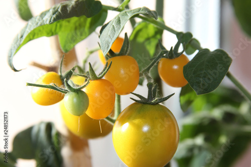 a home harvest is yellow tomatoes photo