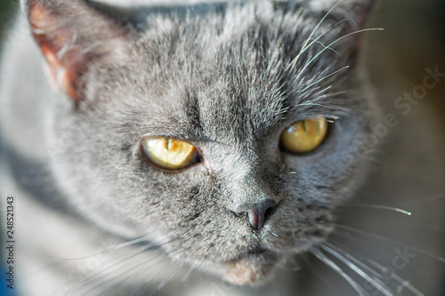 Scottish purebred gray cat look closeup