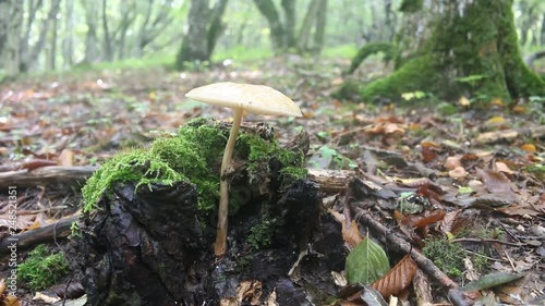 Forest ecology. Autumn in broad-leaved subtropical forest in North of Black sea, forest community; xylium. Fallen leaves, dampness, fungi, forest floor. L-F-H horizon. Delicate, sheer mushroom closeup photo