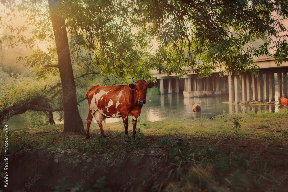cows at the watering