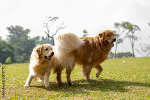 cachorros correndo na grama photo