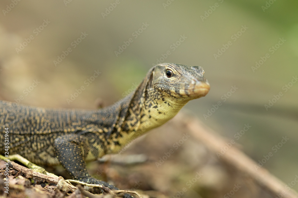 Obraz premium Malayan Water Monitor Lizard, Varanus salvator, in Sungei Buloh Wetland Reserve
