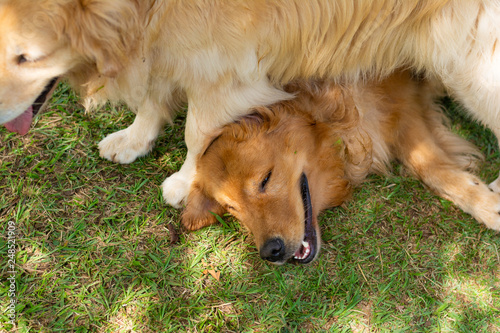Bild auf Leinwand Dois cachorros da raça golden retriever exaustos de tanto brincarem