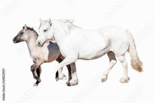 Scottish Highland Pony and Foal  Equus caballus 
