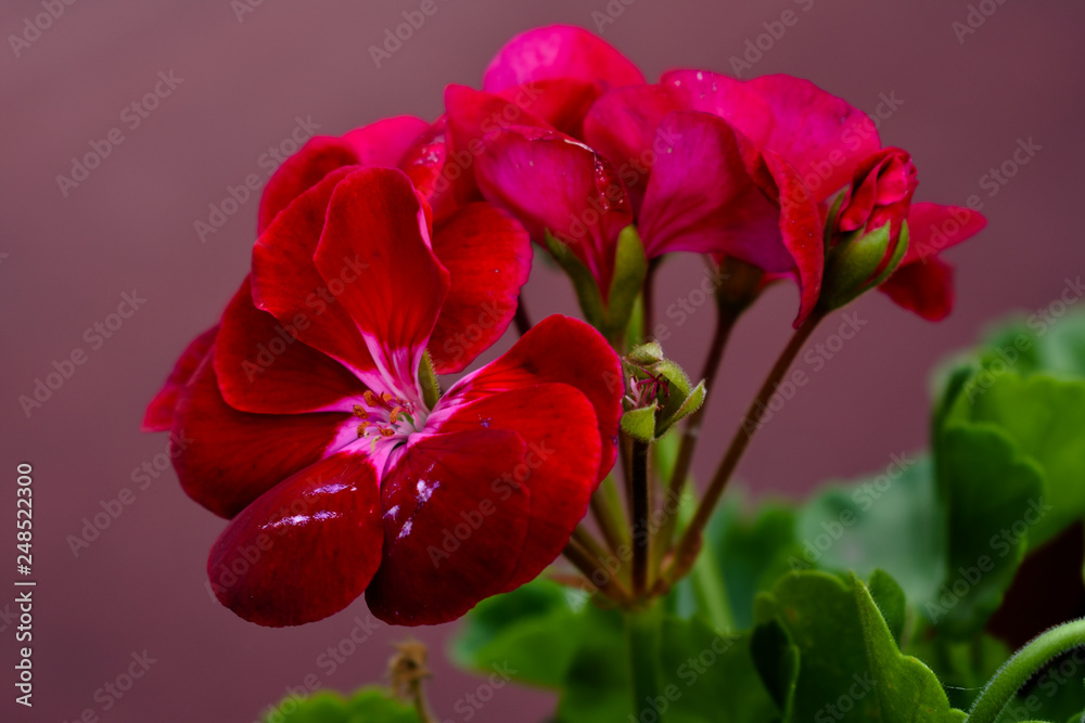 Red flowers Red flowers