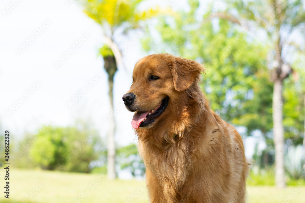 golden retriever com pelo escuro na sombra golden retriever com pelo escuro na sombra