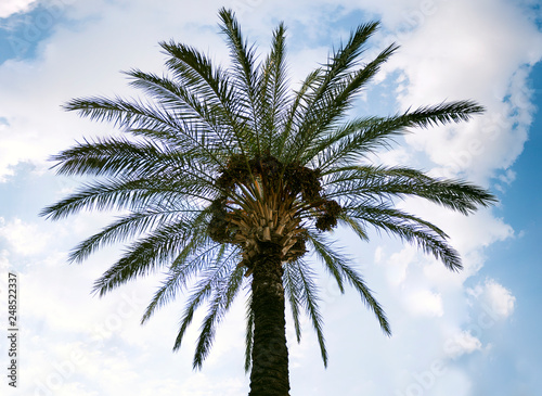 Panroamic shot of a palm tree. photo