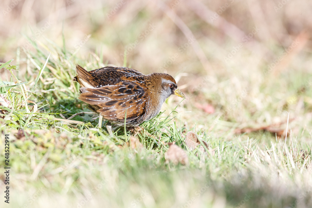 the waterbird sora the waterbird sora
