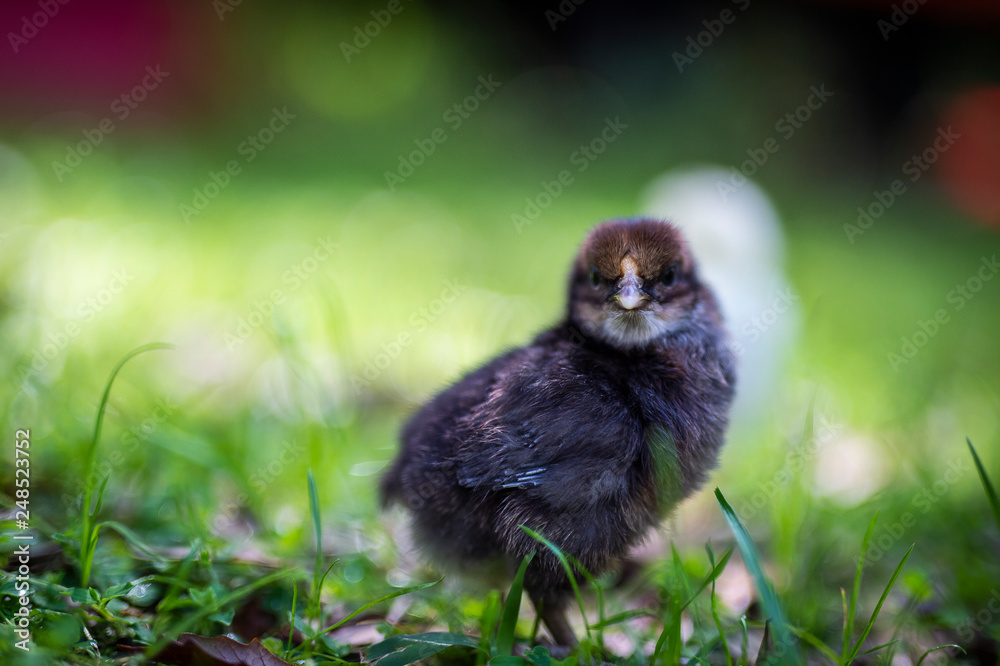 Fototapeta premium chicks
