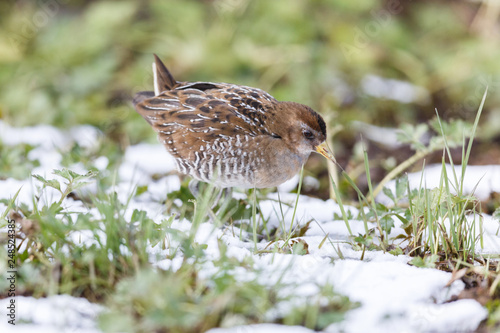 Wallpaper Mural the waterbird sora Torontodigital.ca