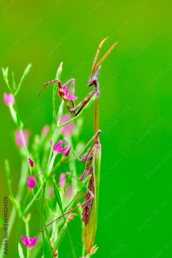 Close up of pair of Beautiful European mantis ( Mantis religiosa ) Close up of pair of Beautiful European mantis ( Mantis religiosa )