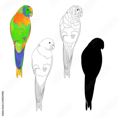 Sun Conure Parrot tropical bird natural and outline and silhouette on a white background vector illustration editable hand draw