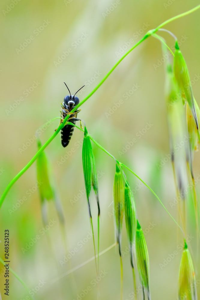 Beautiful Bee macro in green nature - Stock Image Beautiful Bee macro in green nature - Stock Image