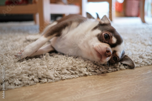 The Chihuahua dog is lying on the carpet.