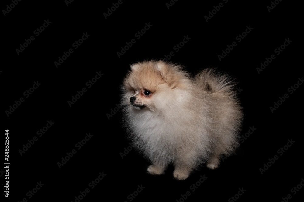 Side view of a pomeranian spitz isolated on a black background Side view of a pomeranian spitz isolated on a black background