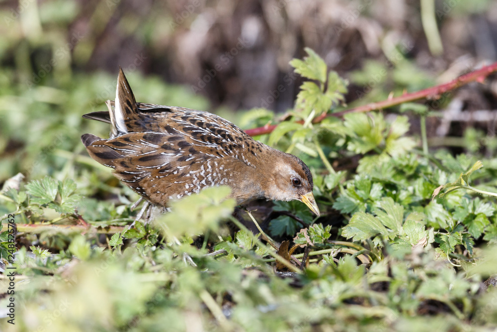 the waterbird sora the waterbird sora
