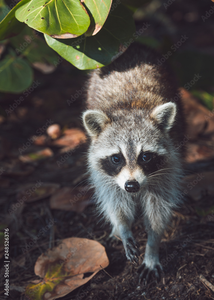 Obraz premium raccoon in forest 3