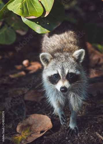 raccoon in forest 3