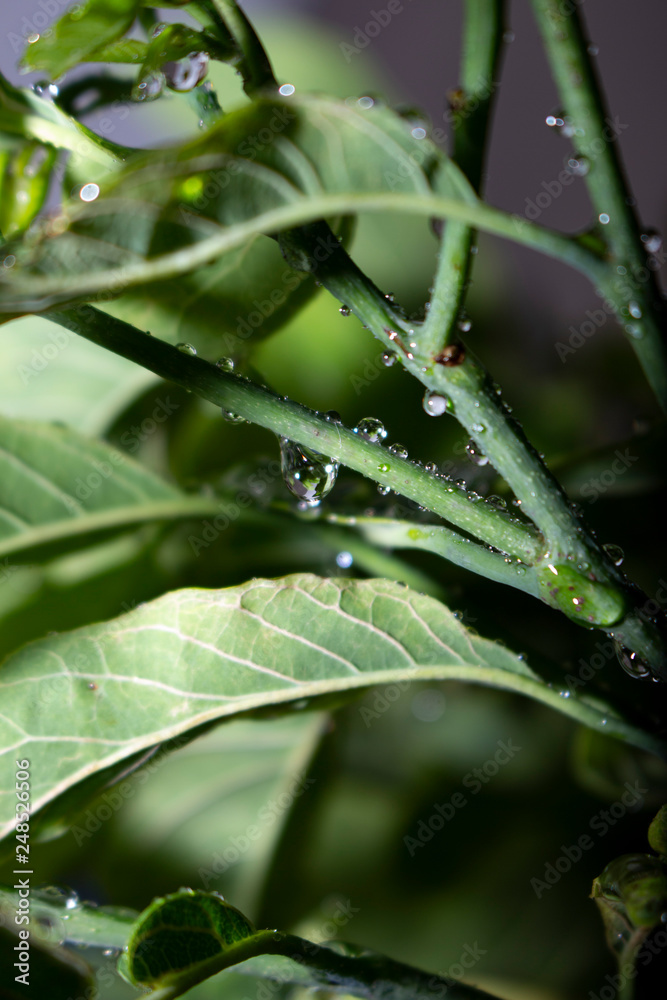 dew on a leaf